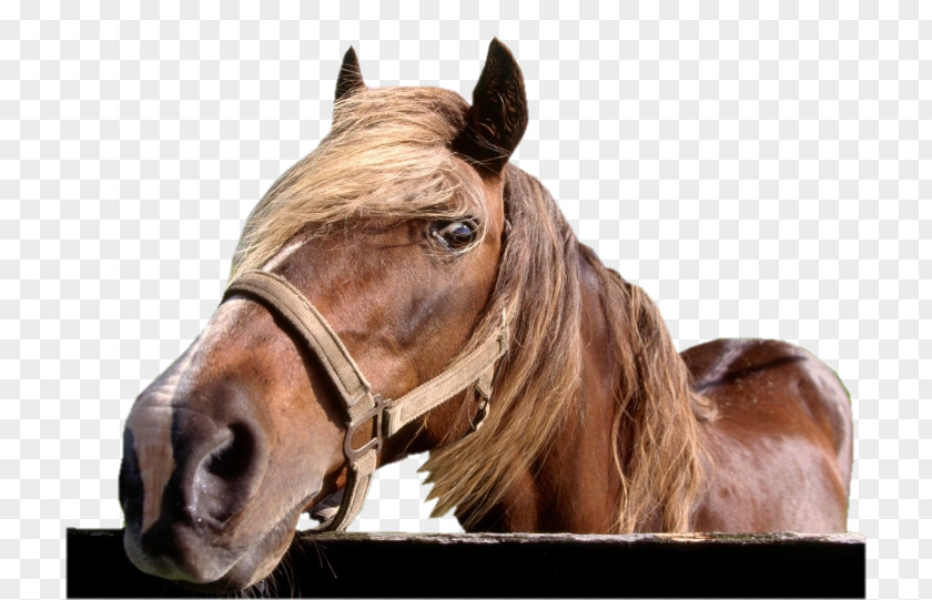 Goldorak Rocky Mountain Horse Kentucky Saddle 3D Film Equestrian PNG