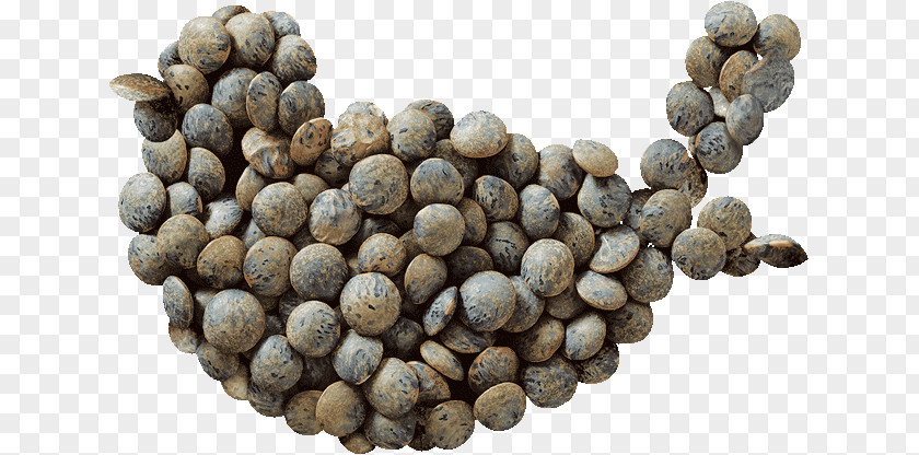 Lentil Seed Sprouting Chickpea Word Stem PNG