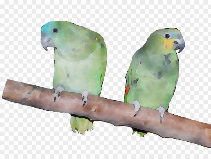 Lovebird Parakeet Macaw Feather Pet PNG