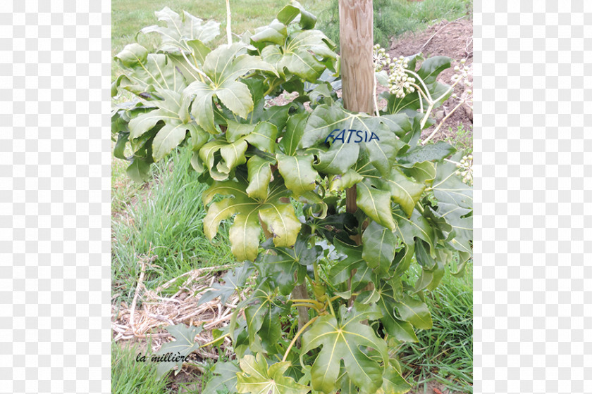Nandina Domestica Thunb Tree Shrub Herb Flower PNG