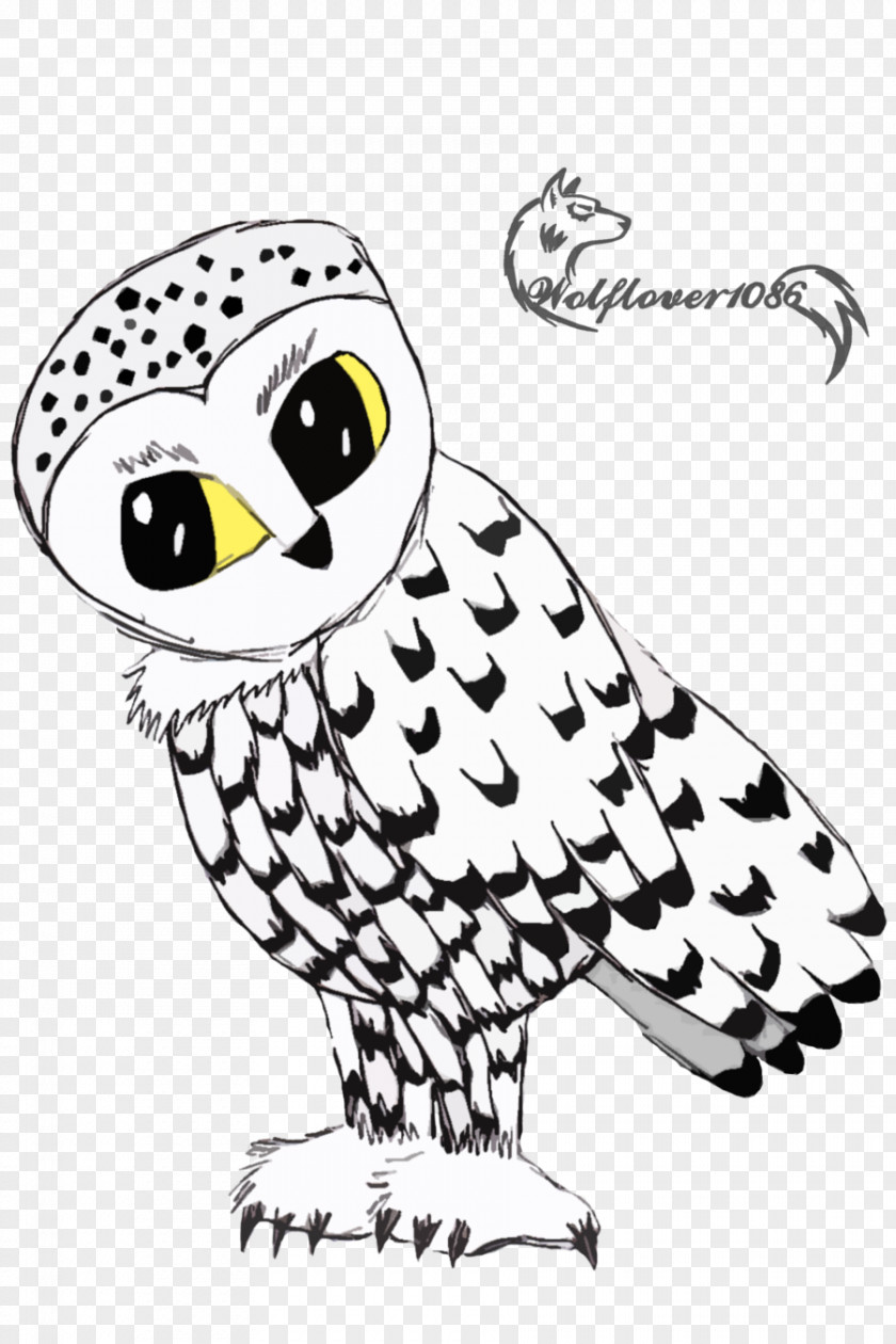 Owls Bird Owl PNG