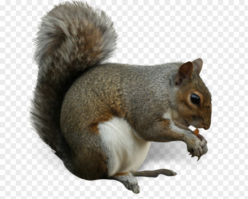 Tail Douglas Squirrel Grey Ground Squirrels Fox Snout PNG