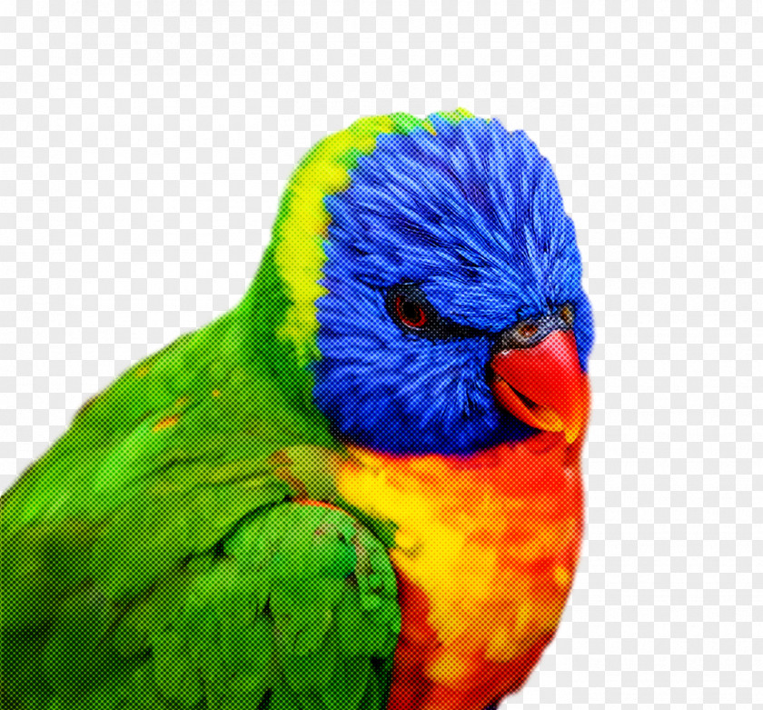 Bird PNG