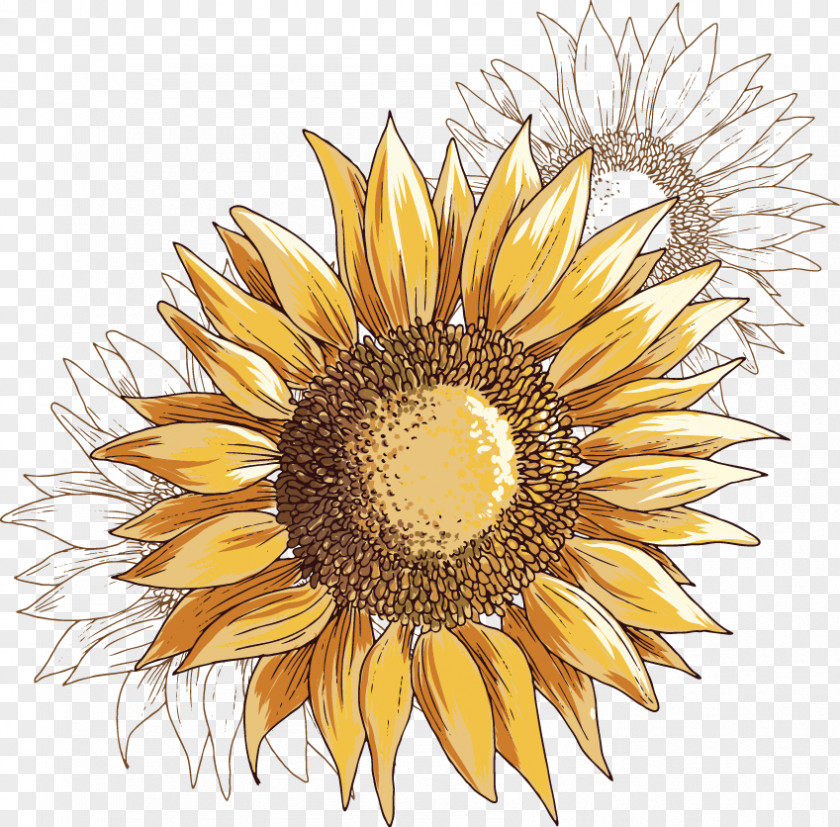 Hand-painted Sunflower Common Illustration PNG