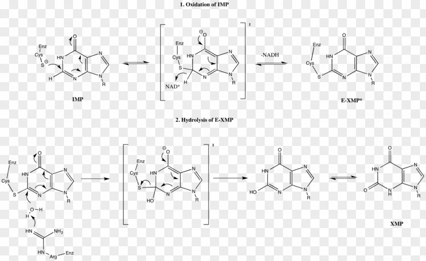 Mecanism IMP Dehydrogenase Inosinic Acid Inosine /m/02csf PNG