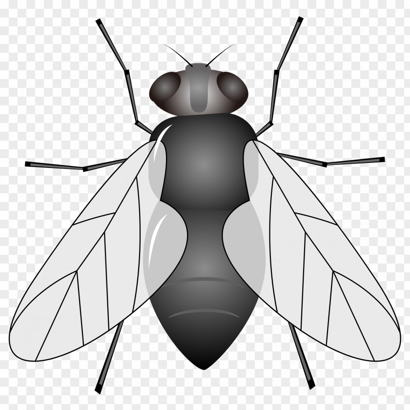 Vector Cartoon Hand Painted Black Back Flies Insect Housefly Animal Clip Art PNG