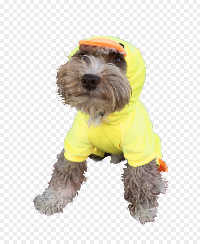 Halloween Schnoodle Disguise Costume Party PNG