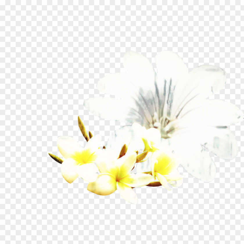 Moth Orchid Blossom Flowers Background PNG