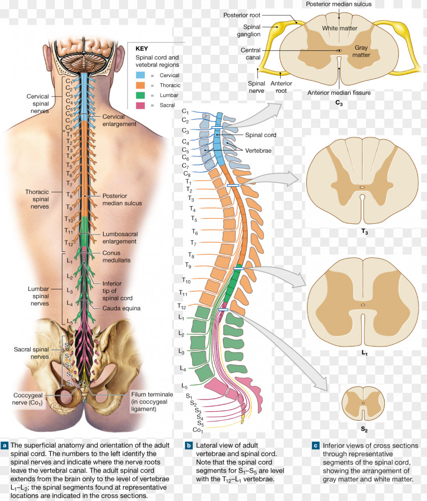 Protection Of The Cervical Spine Spinal Nerve Cord Vertebral Column Root Anatomy PNG