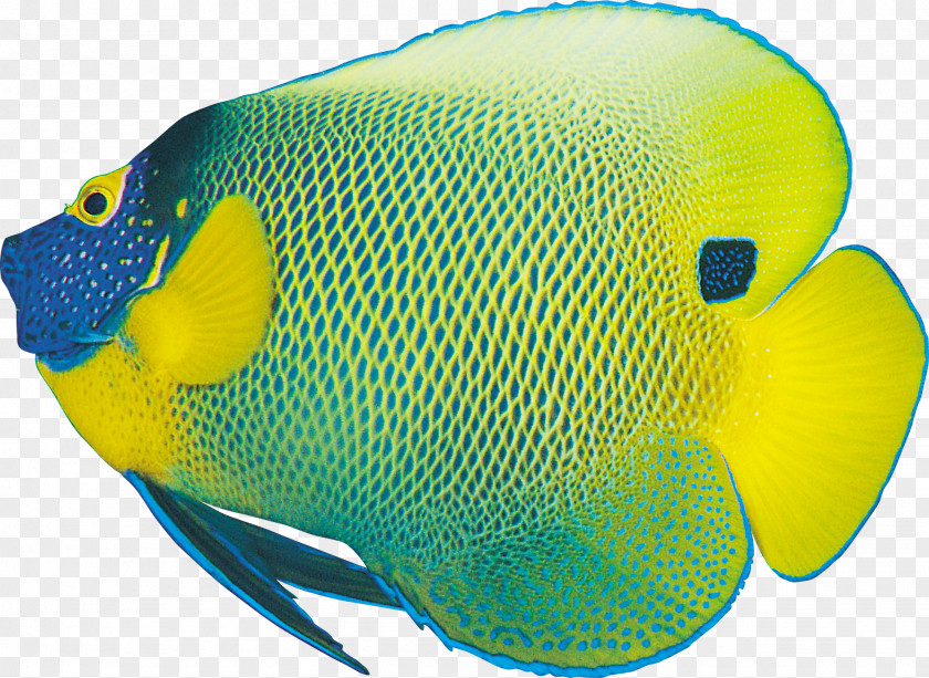 Rss Ornamental Fish Clip Art PNG