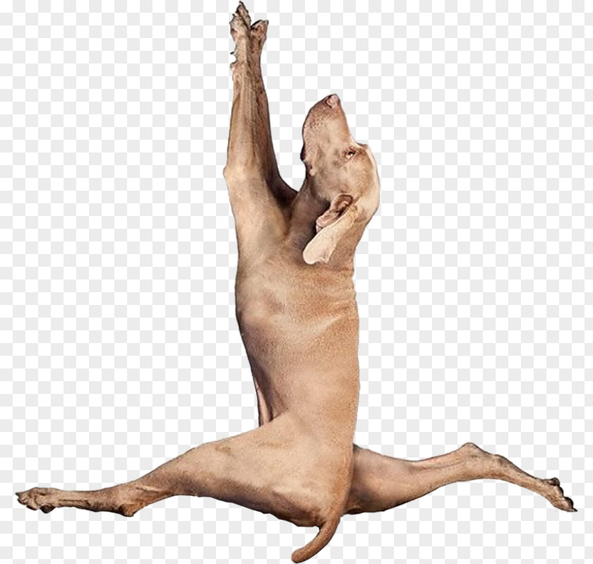 Yoga Dogs Doga Puppy Yogi PNG