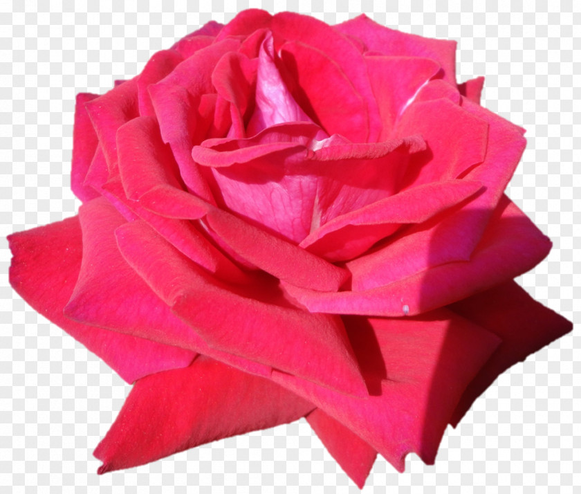 Belur Math Garden Roses Cabbage Rose Cut Flowers Plant PNG