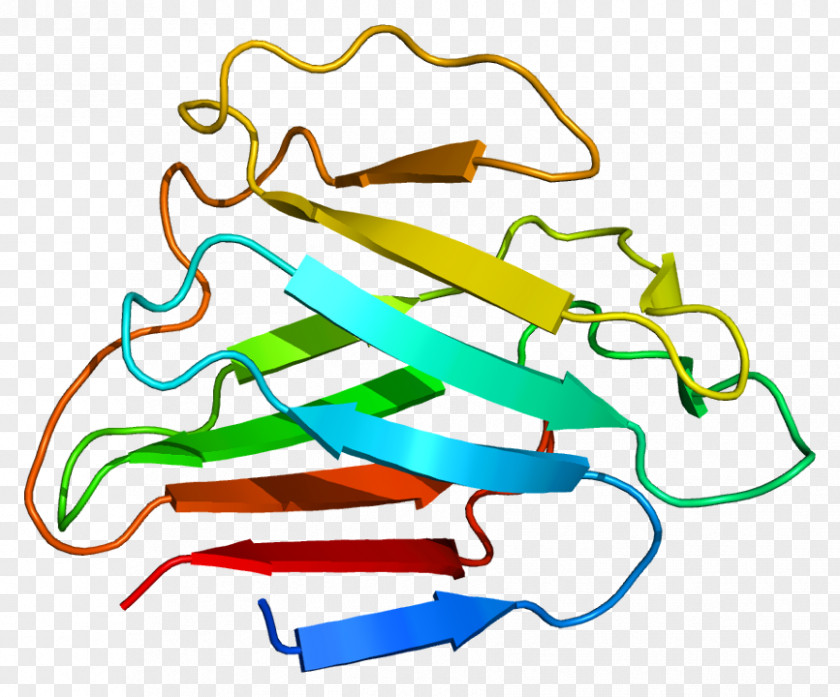 Persian LMNA Lamin Protein Emerin Nuclear Envelope PNG