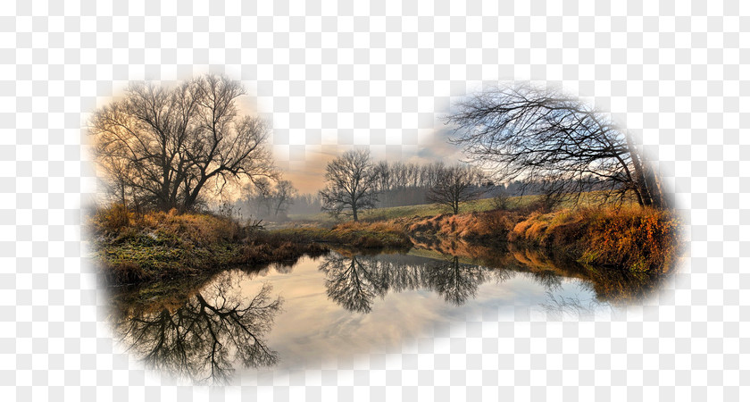 Tree Landscape HVGA 1080p Wallpaper PNG