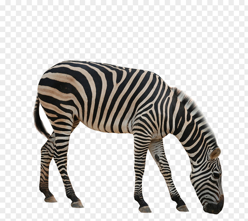 Zebra Rhinoceros Giraffe Okapi Animal PNG