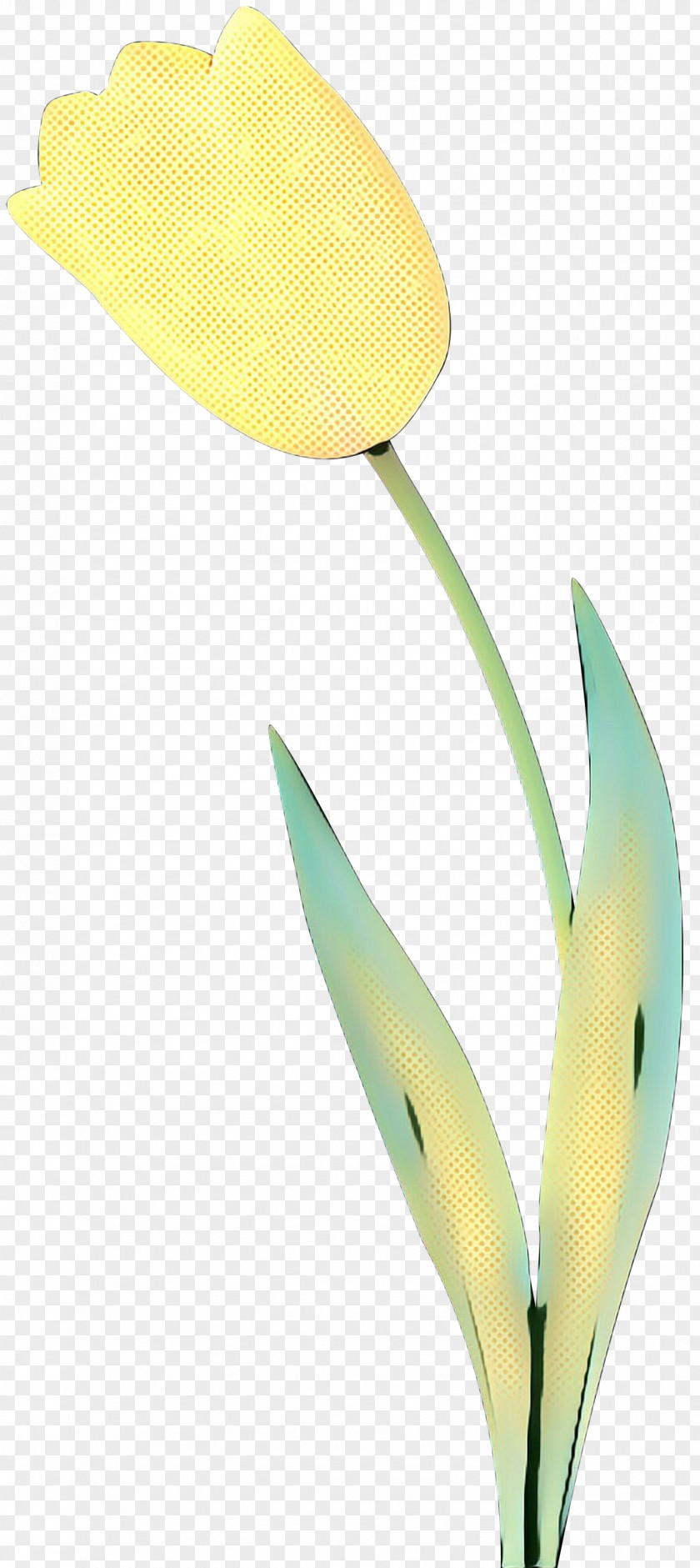 Arum Lilies Plant Stem Cut Flowers Leaf Product Design PNG