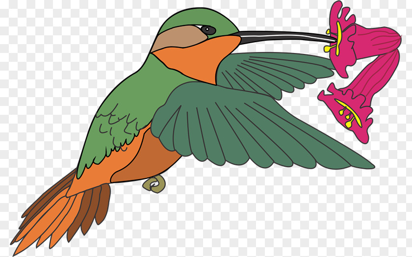 Aves Macaw Hummingbird Clip Art PNG