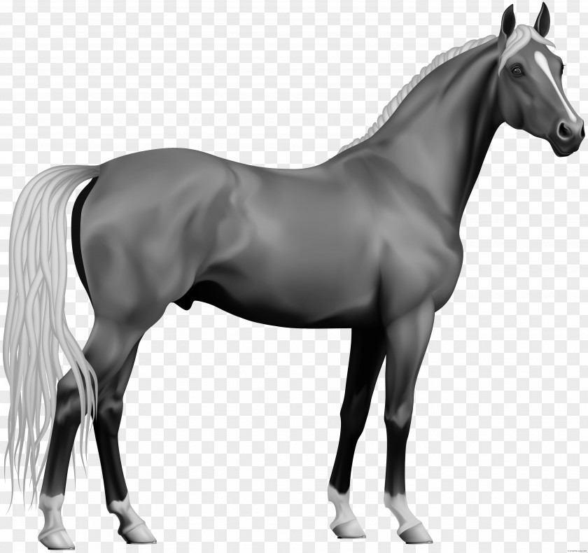 Black And White Horse Clip Art Appaloosa Andalusian Pony Openclipart PNG