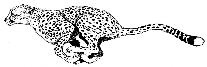 Cheetah South African Coloring Book Leopard Adult Child PNG