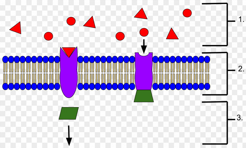 Drug Receptor Protein Biochemistry Ramachandran Plot Signal Transduction PNG