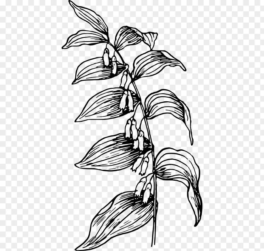 Flower Branch Plant Stem Line Art Clip PNG