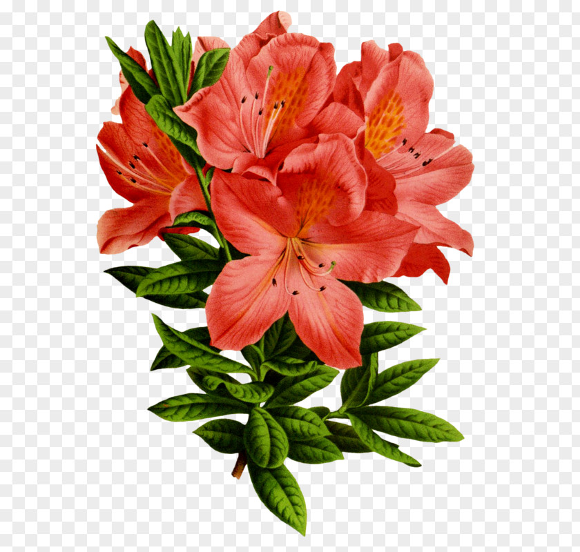 Flower Floral Design Art Azalea PNG