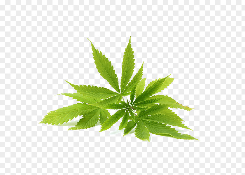 Nutraceutical Cannabis Sativa Hemp Oil Cannabidiol PNG