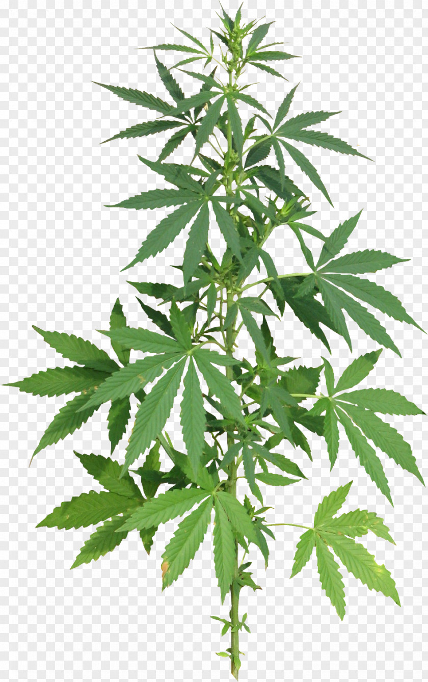 Skunk Medical Cannabis Hemp Drug PNG