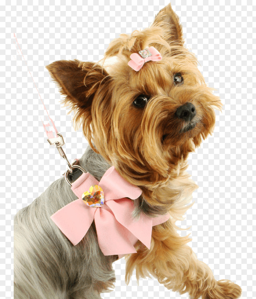 Dog Image Picture Download Dogs Yorkshire Terrier Puppy Clip Art PNG