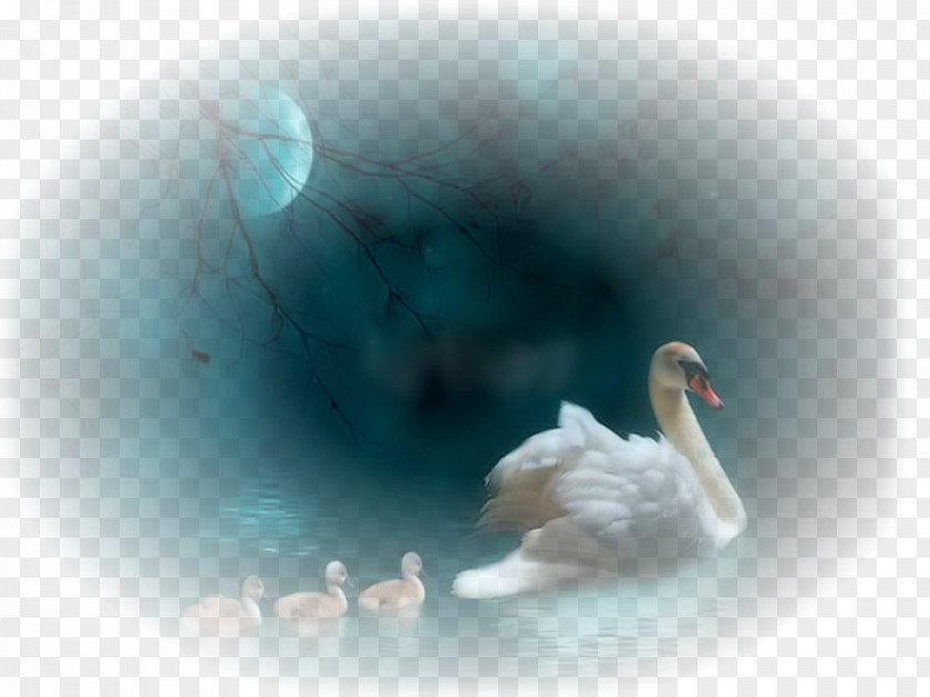 Duck Cygnini Feather Aile YouTube PNG