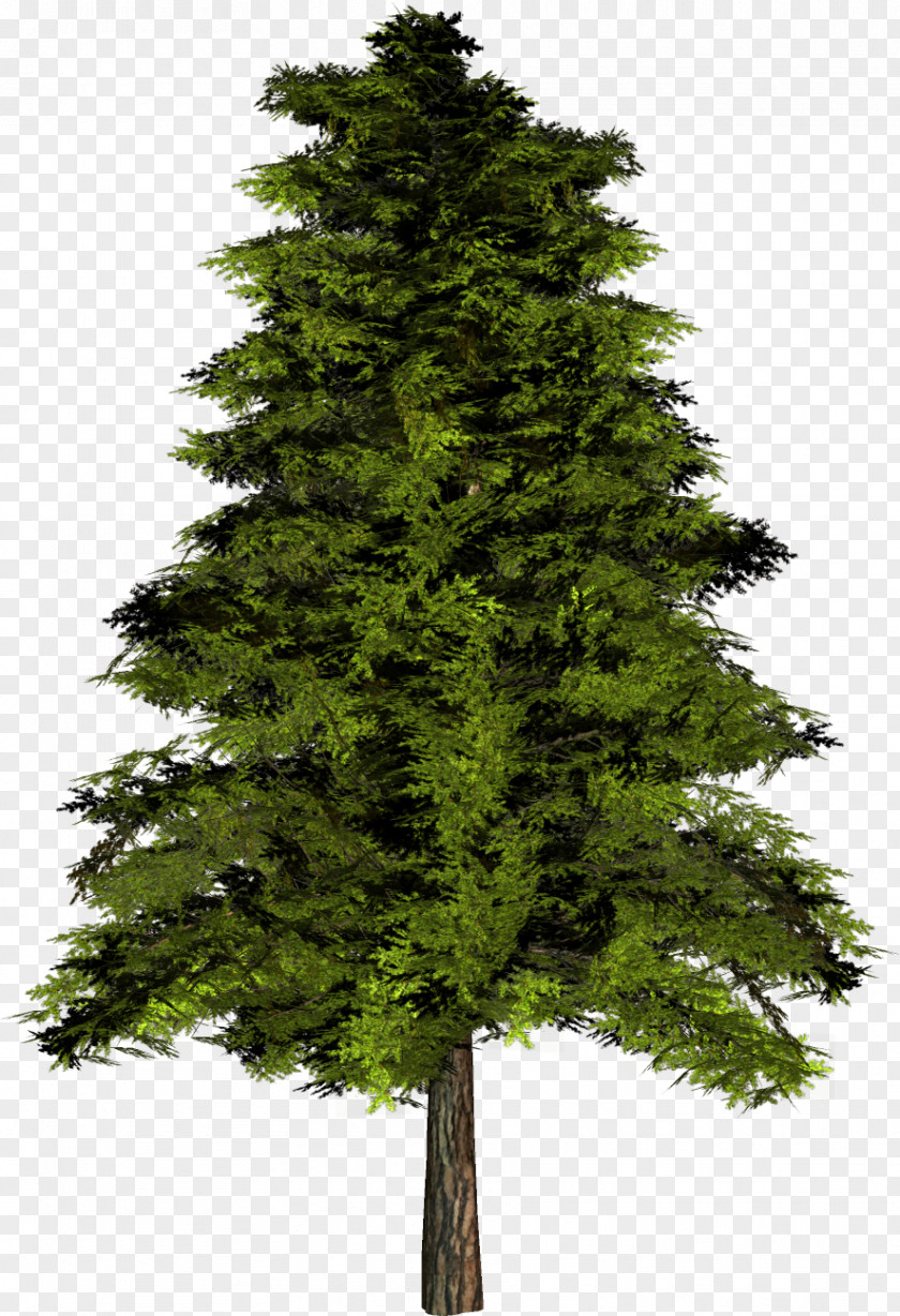 Fir-tree The Rider Alnus Incana Tree English Oak PNG