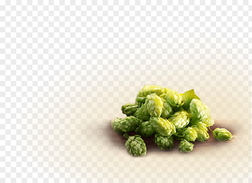 Straditional Culture Freiberger Brauhaus Cruciferous Vegetables Common Hop Year PNG