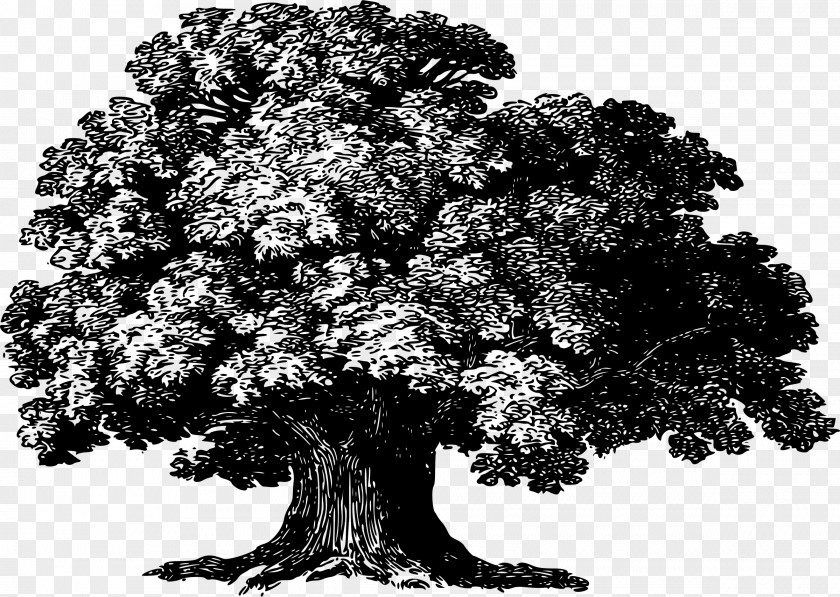 Tree Baobab Woody Plant PNG