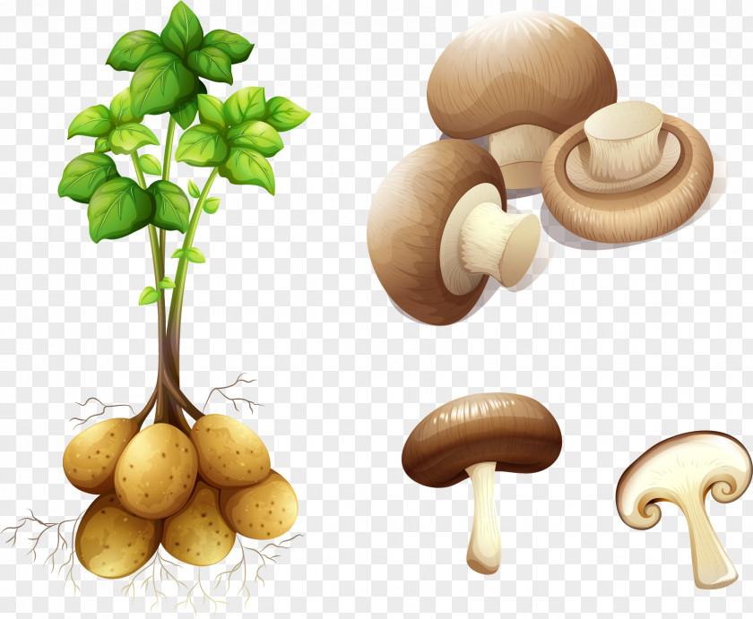 Vector Hand Painted Vegetables Potato Plant Stem Royalty-free Clip Art PNG