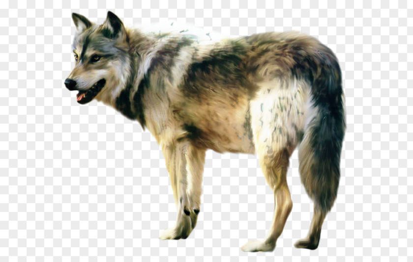 Wolfdog Desktop Wallpaper Image PNG