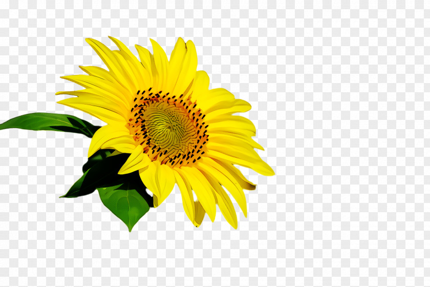 Asterales Daisy Family Sunflower PNG