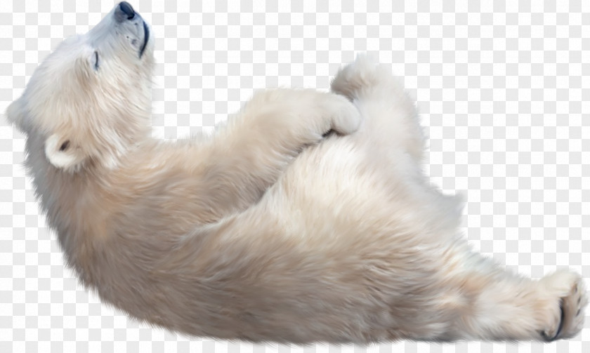 Bear Polar Kodiak Clip Art PNG