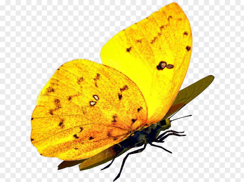 Butterfly Moth Yellow Lycaenidae PNG