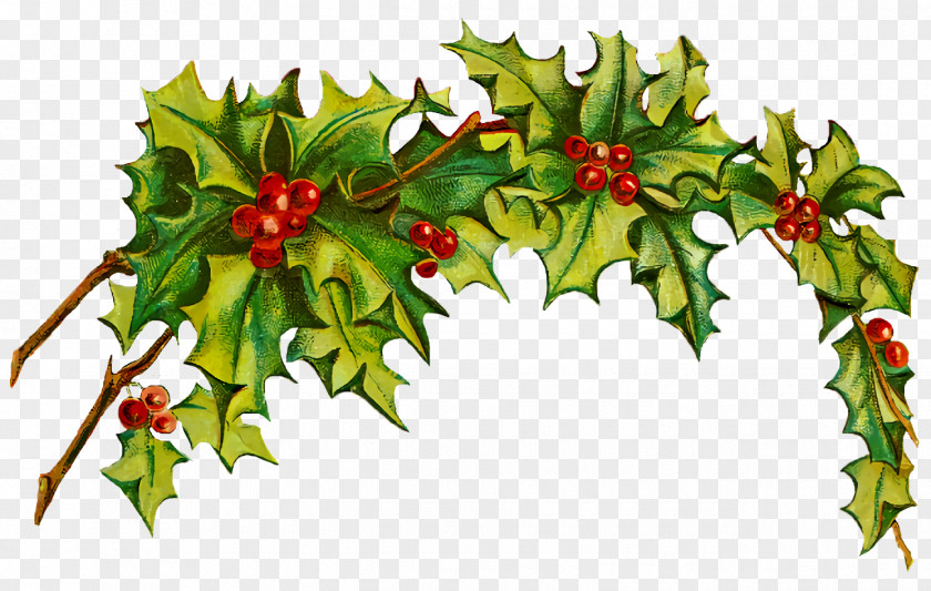 Christmas Eve Decoration Holly Ilex PNG