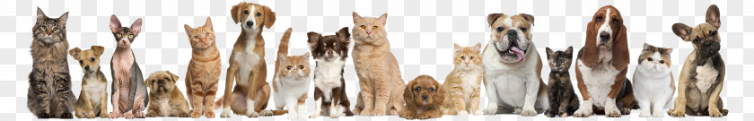 Dog And Cat Pet Sitting Puppy PNG