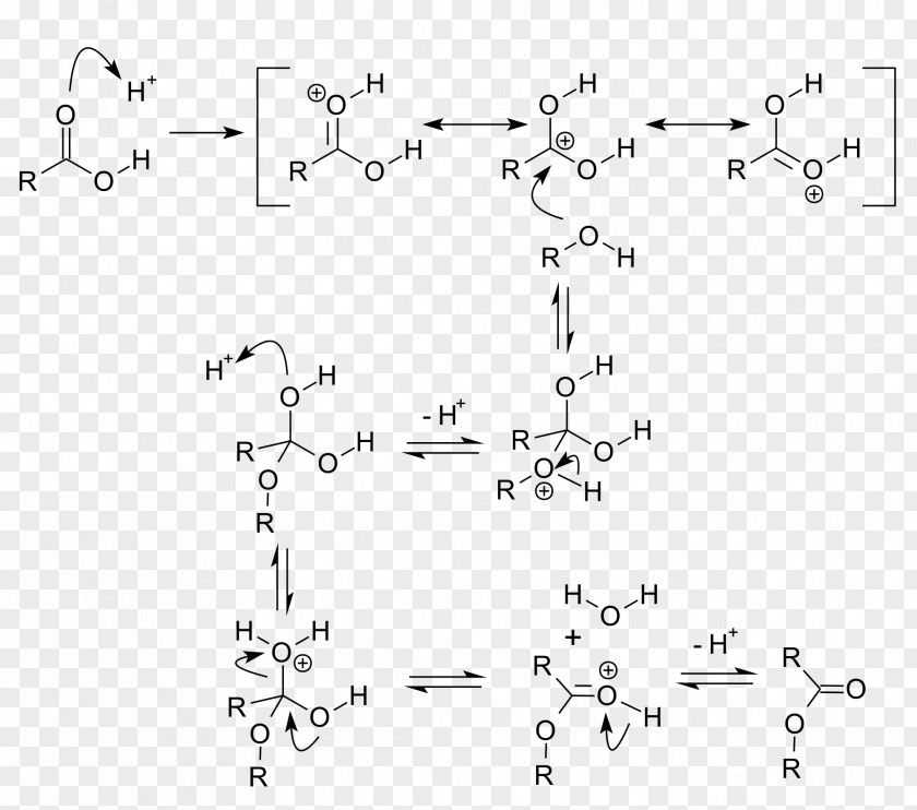 Fischer–Speier Esterification Acid Catalysis Chemical Reaction PNG