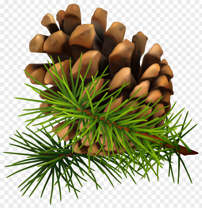 Pine Cone Clip-Art Image Conifer Clip Art PNG