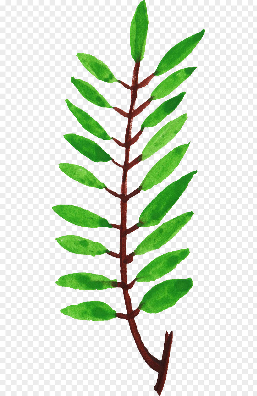 Watercolor Leaves Leaf Plant Stem Twig Branch Clip Art PNG