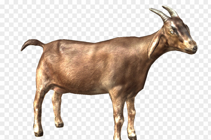 ANIMAl Alpine Goat Cattle Fainting Sheep Caprinae PNG