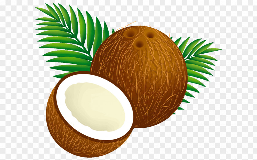 Arecales Food Palm Tree PNG