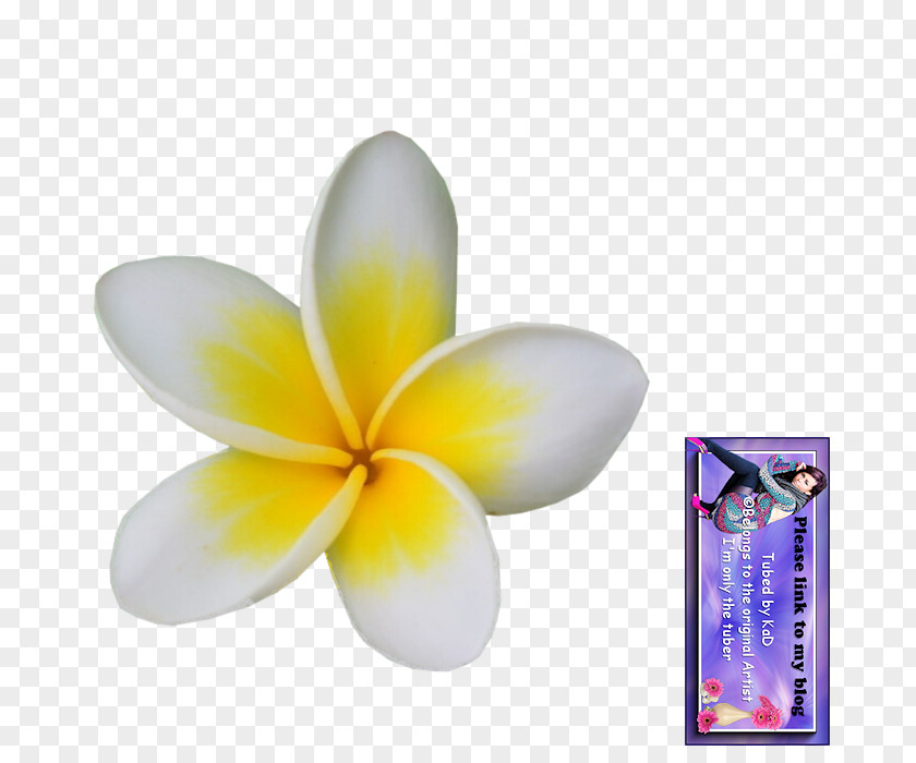 Frangipani Flower Petal Plant PNG