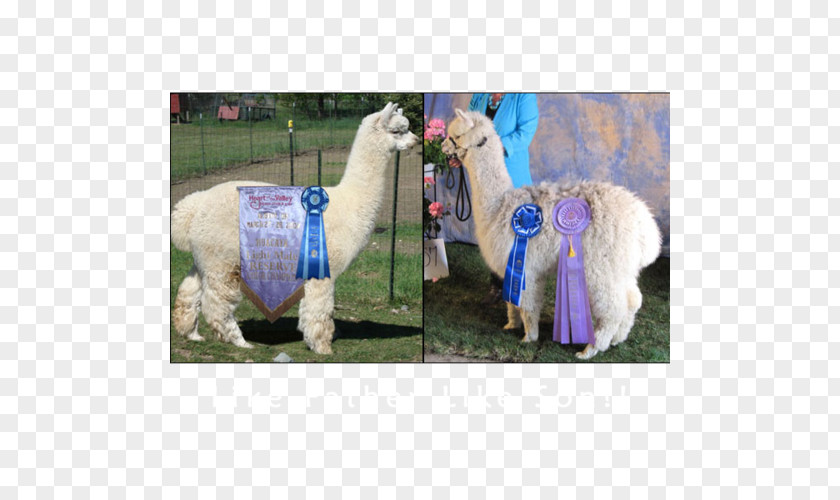 Llama Alpaca PNG