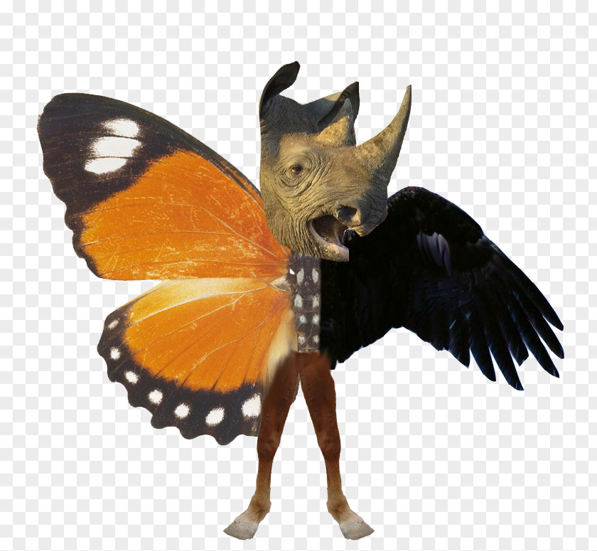 Oh Boy Butterfly Borboleta Idea Thought Image PNG