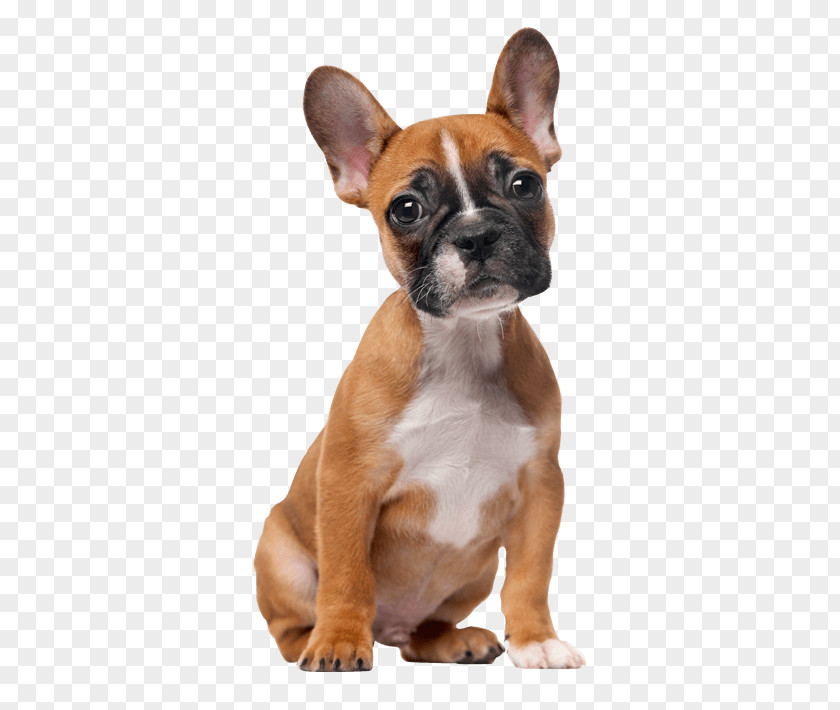 Puppy French Bulldog Puggle Dog Grooming PNG