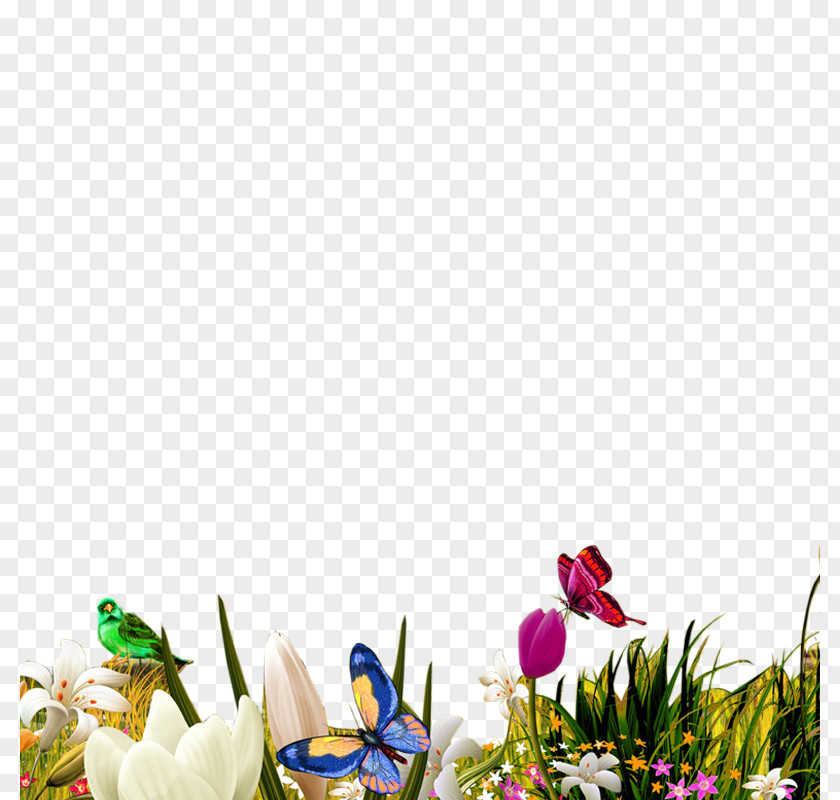 Tulip Lily Flower Herbaceous Plant PNG